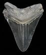 Serrated, Lower Megalodon Tooth - Georgia #72795-2